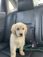 Lacey, a female Golden Retriever for sale in Mendota, IL – 2 of 6