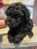 Bentley, a male Poodle - Toy  for sale in Mendota, IL – 1 of 4