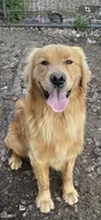 Dash, a male Golden Retriever for sale in Mendota, IL – Photo 1 of 3