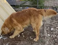 Dash, a male Golden Retriever for sale in Mendota, IL – Photo 2 of 3