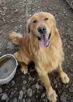 Dash, a male Golden Retriever for sale in Mendota, IL – Photo 3 of 3