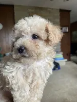 AKC Roy, a male Poodle - Toy  for sale in Mendota, IL – 3 of 3