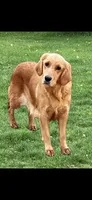 Honey, a female Golden Retriever for sale in Mendota, IL – 4 of 4