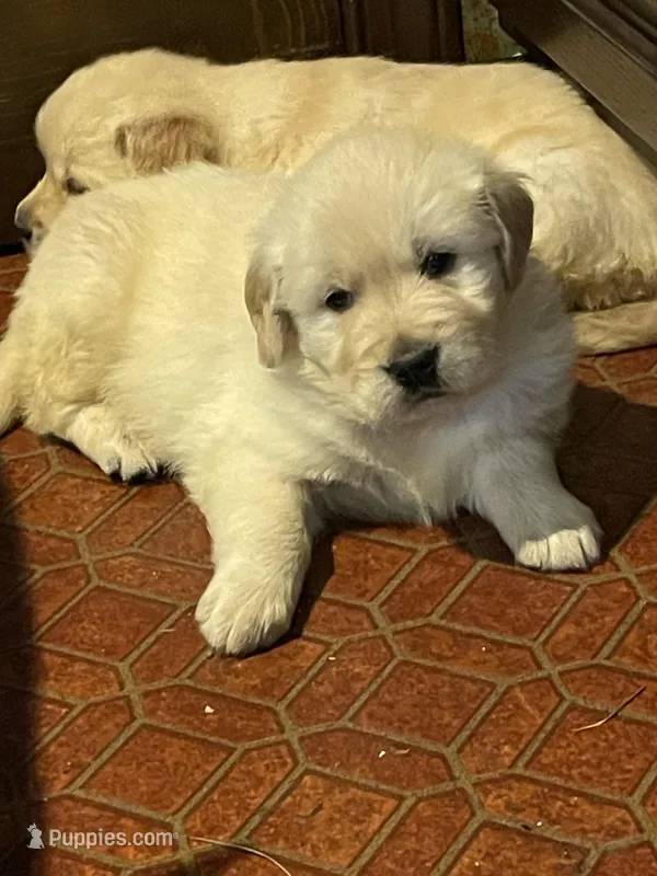 Dot Boy, a male Golden Retriever for sale in Mendota, IL – Photo 1 of 3