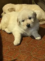 Dot Boy, a male Golden Retriever for sale in Mendota, IL – Photo 1 of 3