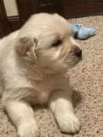 Dot Boy, a male Golden Retriever for sale in Mendota, IL – Photo 2 of 3