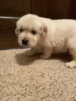 Dot Boy, a male Golden Retriever for sale in Mendota, IL – Photo 3 of 3