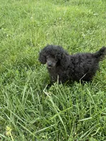 Webster, a male Poodle - Toy  for sale in Mendota, IL – 3 of 5