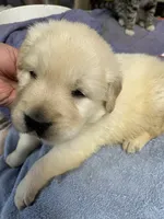 AKC  Winnie, a female Golden Retriever for sale in Mendota, IL – 2 of 2