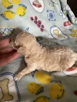 AKC Leo, a male Poodle - Toy  for sale in Mendota, IL – 3 of 5
