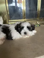 Wilbur, a male Shih Tzu for sale in Mendota, IL – 3 of 6