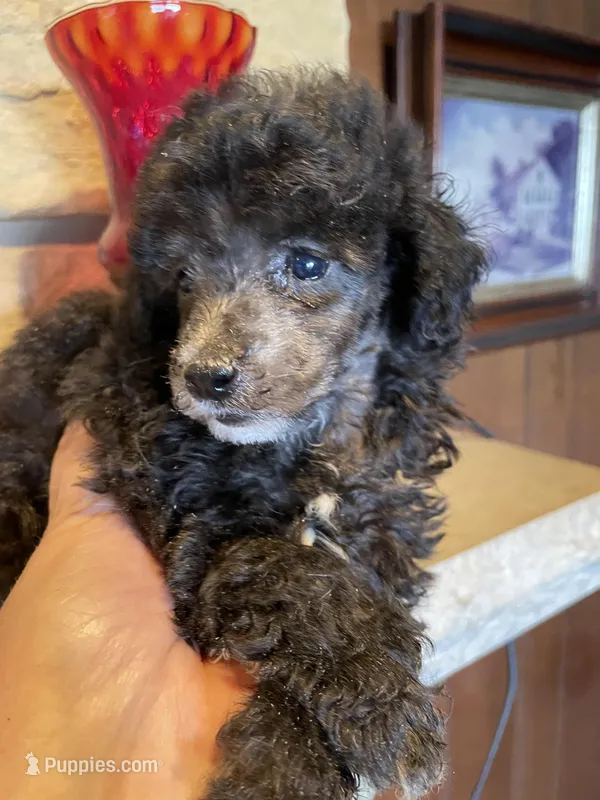Blue Boy, a male Poodle - Toy  for sale in Mendota, IL – Photo 1 of 3