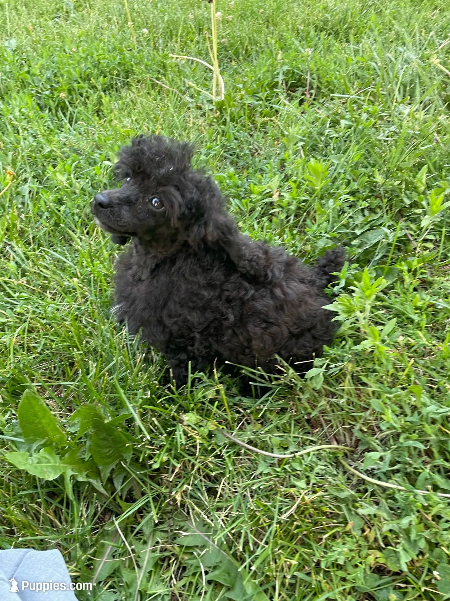 Rudy Poo, a male Poodle - Toy  for sale in Mendota, IL – 3 of 5