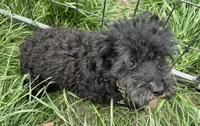 LB, a female Poodle - Toy  for sale in Mendota, IL – 2 of 2