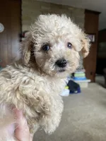 AKC Roy, a male Poodle - Toy  for sale in Mendota, IL – 1 of 3