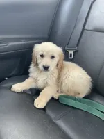 Lacey, a female Golden Retriever for sale in Mendota, IL – 4 of 6