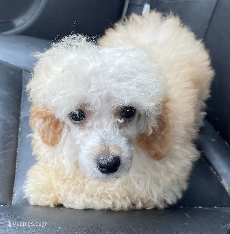 Finney – Poodle - Toy  puppy for sale in Mendota, IL