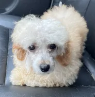 Finney, a male Poodle - Toy  for sale in Mendota, IL – 1 of 3