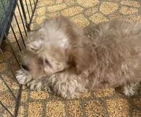 Reed, a male Poodle - Toy  for sale in Mendota, IL – 2 of 4