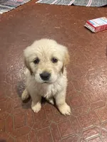 Honey, a female Golden Retriever for sale in Mendota, IL – 1 of 4