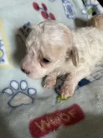 AKC Lester, a male Poodle - Toy  for sale in Mendota, IL – 3 of 6