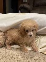 Sweet Petite, a female Poodle - Toy  for sale in Mendota, IL – Photo 3 of 5