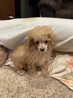 Sweet Petite, a female Poodle - Toy  for sale in Mendota, IL – Photo 2 of 5