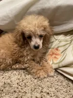 Sweet Petite, a female Poodle - Toy  for sale in Mendota, IL – Photo 5 of 5
