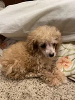 Sweet Petite, a female Poodle - Toy  for sale in Mendota, IL – Photo 4 of 5