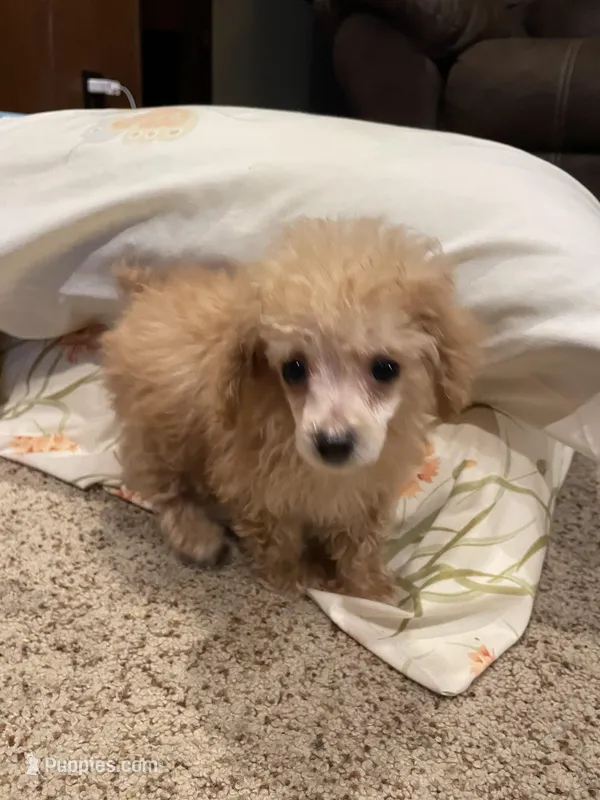 Sweet Petite – Poodle - Toy  puppy for sale in Mendota, IL
