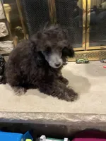 Bear, a male Poodle - Miniature  for sale in Mendota, IL – 5 of 7