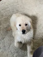 Pherb, a male Golden Retriever for sale in Mendota, IL – 2 of 4