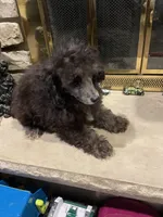 Bear, a male Poodle - Miniature  for sale in Mendota, IL – 7 of 7