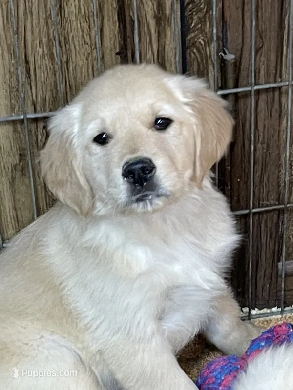 AKC Gus – Golden Retriever puppy for sale in Mendota, IL