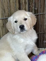 AKC Gus, a male Golden Retriever for sale in Mendota, IL – 1 of 3