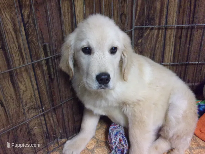 Sugar – Golden Retriever puppy for sale in Mendota, IL