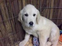 Sugar, a female Golden Retriever for sale in Mendota, IL – 1 of 1