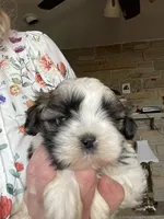 Wilbur, a male Shih Tzu for sale in Mendota, IL – 4 of 6