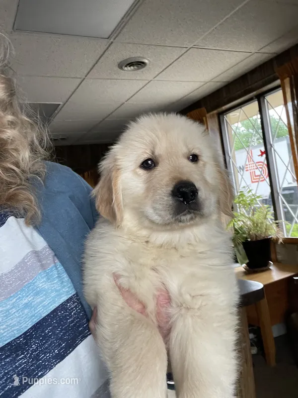 AKC  Wally – Golden Retriever puppy for sale in Mendota, IL