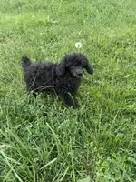 Bond, a male Poodle - Toy  for sale in Mendota, IL – 3 of 4