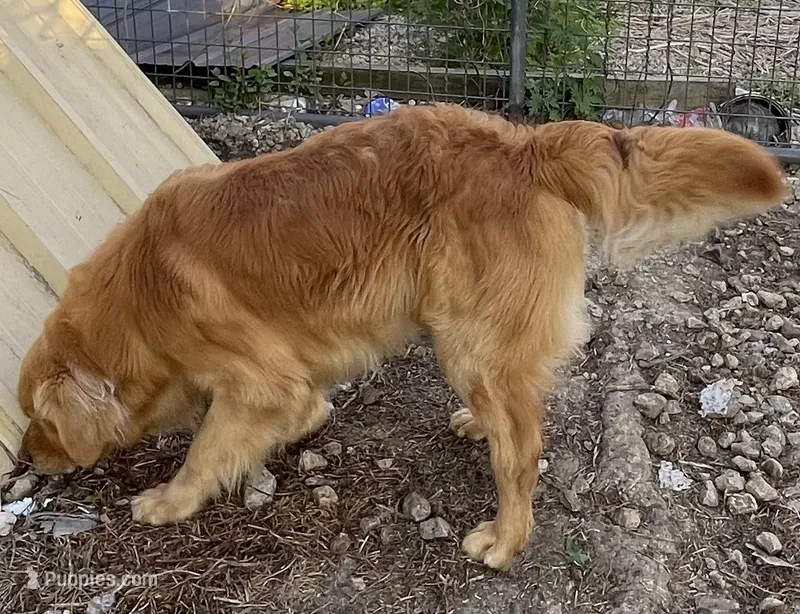 Awesome Pawsum – Golden Retriever puppy for sale in Mendota, IL