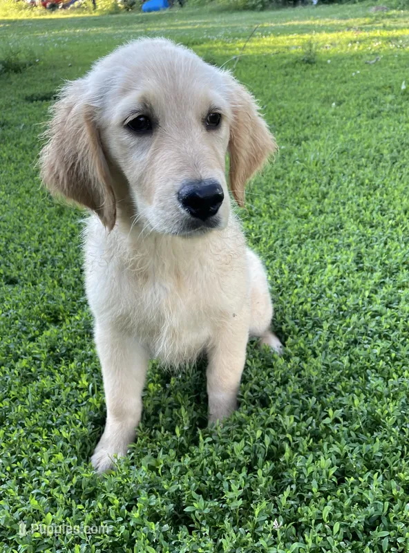 Honey – Golden Retriever puppy for sale in Mendota, IL