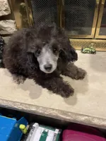 Bear, a male Poodle - Miniature  for sale in Mendota, IL – 3 of 7