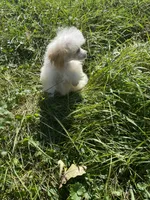 Tiny Tater, a male Poodle - Toy  for sale in Mendota, IL – 3 of 4
