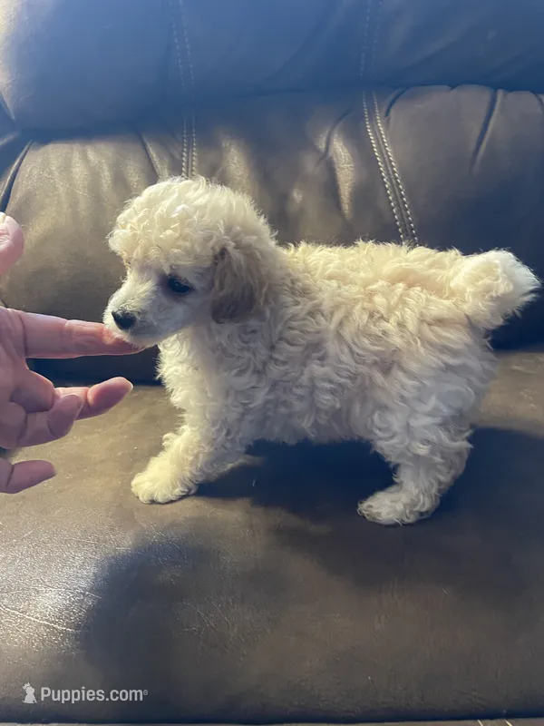 Evie Mae – Poodle - Toy  puppy for sale in Mendota, IL