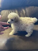 Evie Mae, a female Poodle - Toy  for sale in Mendota, IL – 1 of 6