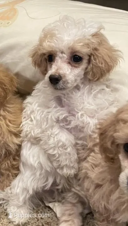 Parti boy – Poodle - Toy  puppy for sale in Mendota, IL