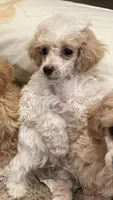 Parti boy, a male Poodle - Toy  for sale in Mendota, IL – Photo 1 of 3
