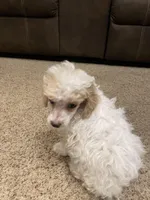 Parti boy, a male Poodle - Toy  for sale in Mendota, IL – Photo 2 of 3