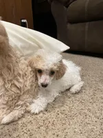 Parti boy, a male Poodle - Toy  for sale in Mendota, IL – Photo 3 of 3